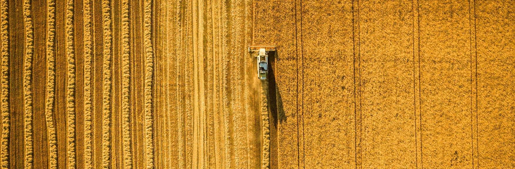 Luftbild eines Weizenfeldes auf dem eine Erntemaschine Weizen erntet
